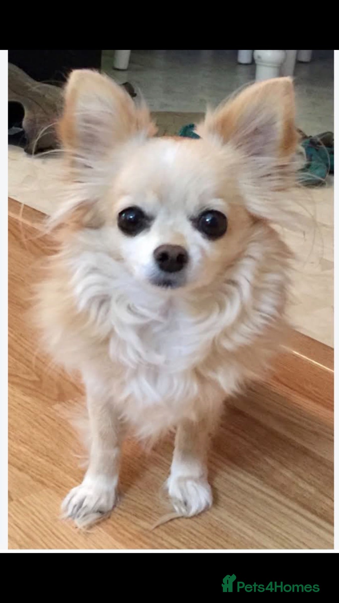 Chihuahua dogs for sale: Teacup chihuahua girl 4 years old  - Advert 20