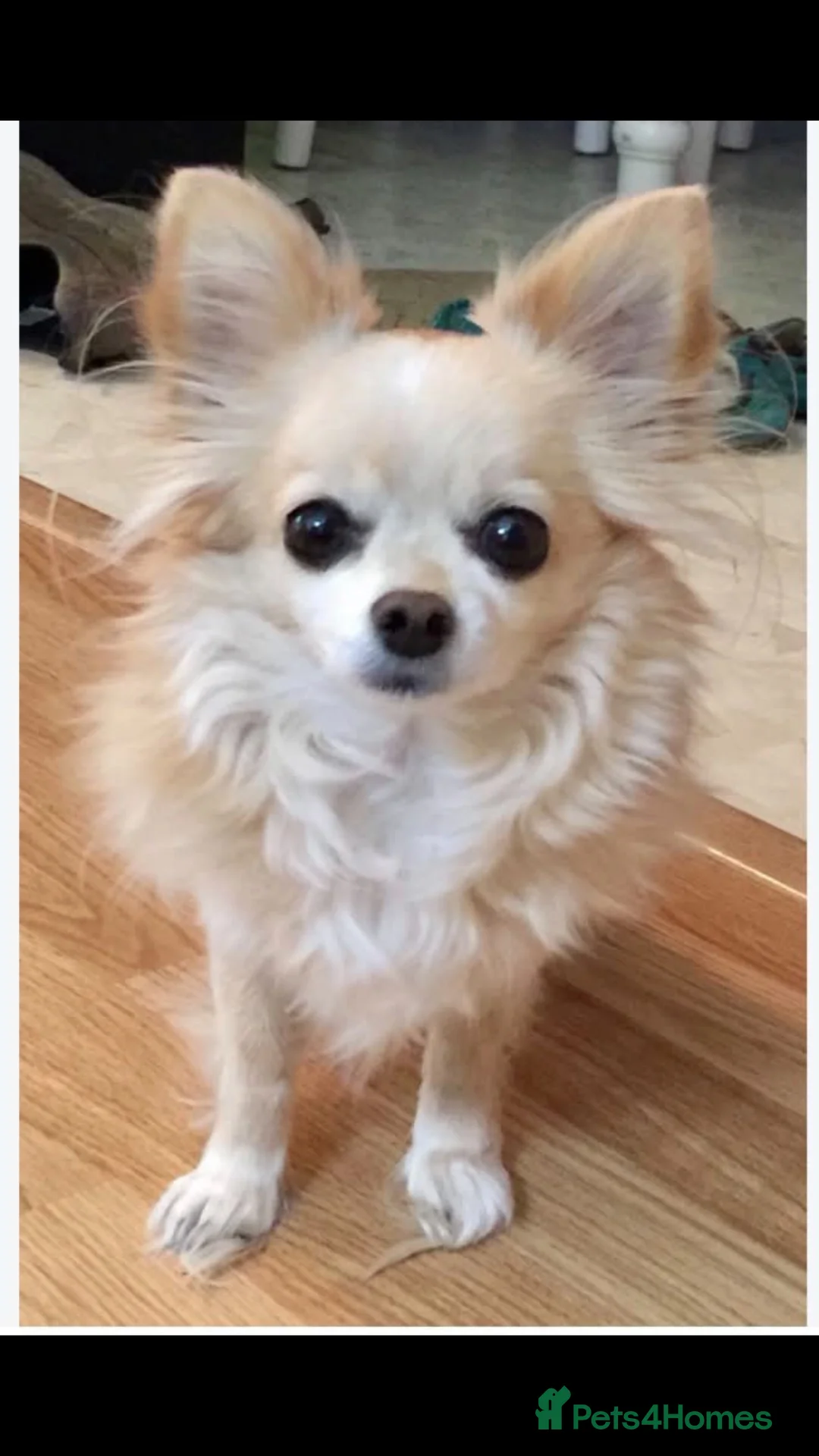 Chihuahua dogs for sale:  **  chihuahua girl 4 years old  in Burnley - Advert 1