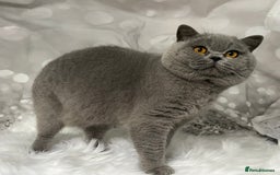 British Shorthair cats for stud: 🏆 BLUE STUD TiCA GCCF  CARRYING CHOCOLATE  in Derby - Image 2
