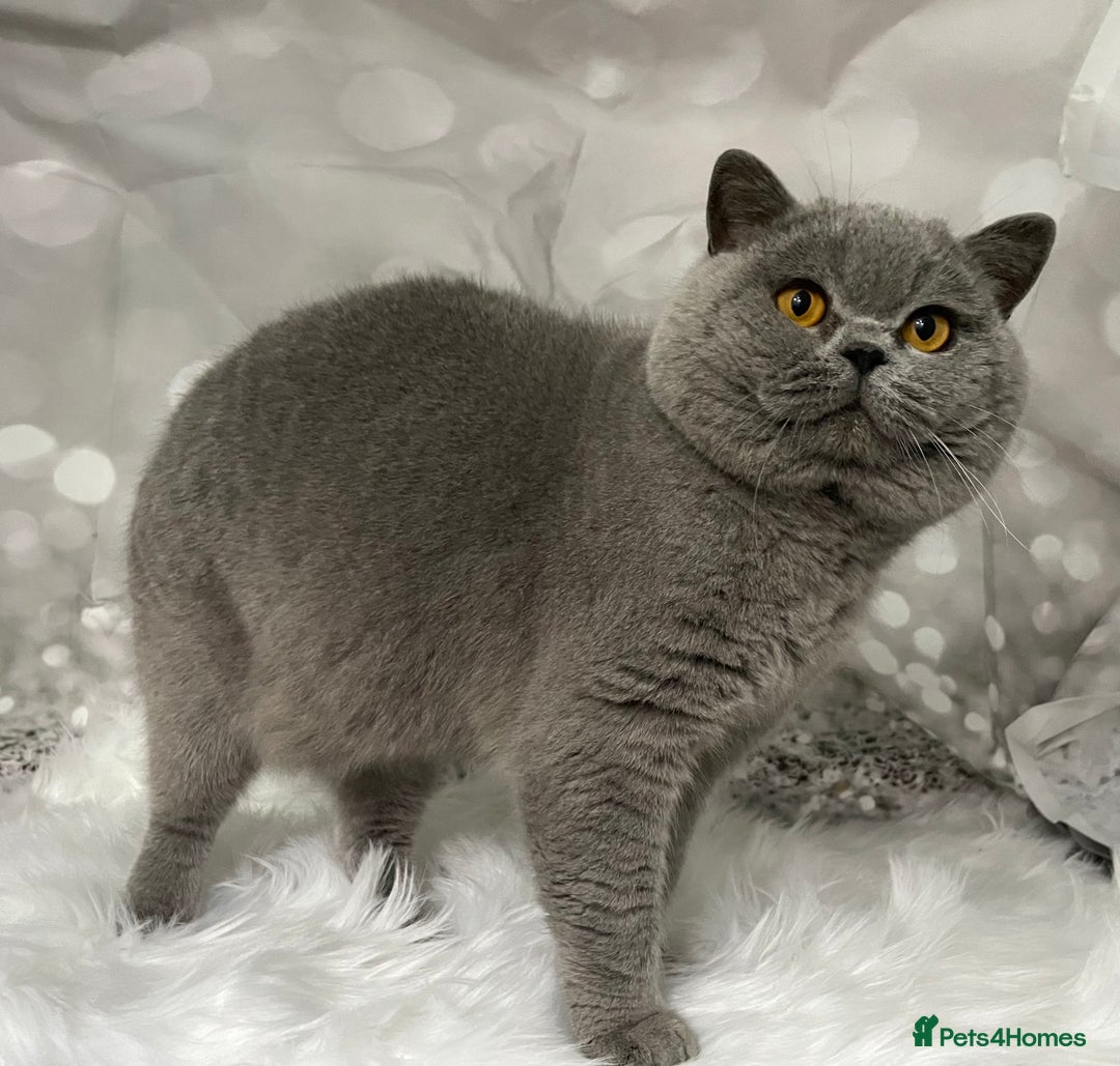 British Shorthair cats for stud: 🏆 BLUE STUD TiCA GCCF  CARRYING CHOCOLATE  in Derby - Image 2