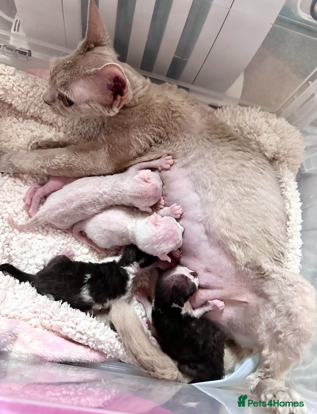 Devon Rex cats for sale: ❤️❤️❤️Beautiful Devon Rex kittens! ❤️❤️ - Advert 12