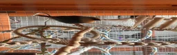 Finches birds for sale: Variety of Finches - Advert 7