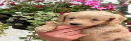Labradoodle dogs for sale: F1B Miniature Labradoodles.  - Advert 34
