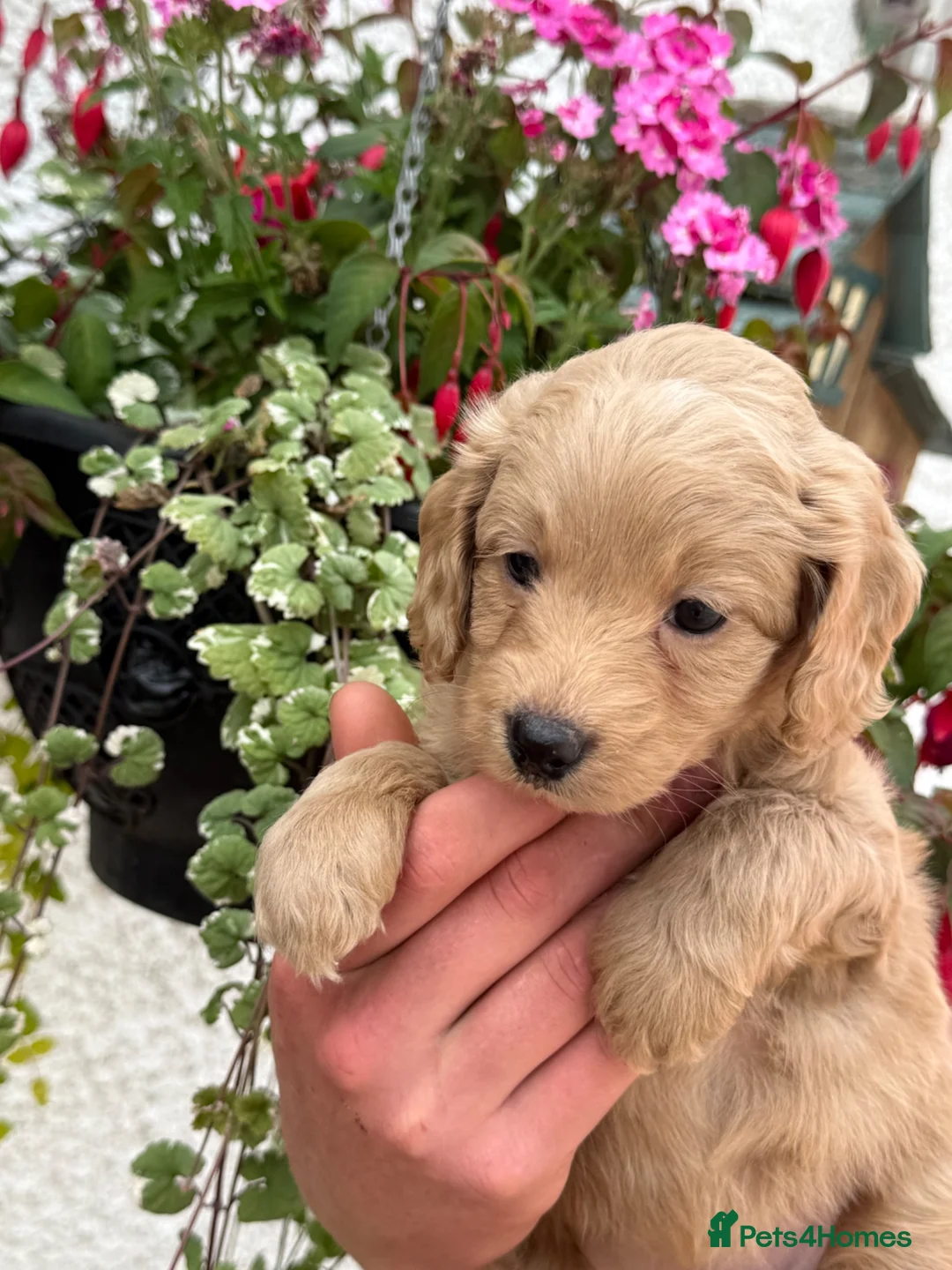 Labradoodle dogs for sale: F1B Miniature Labradoodles.  - Advert 34
