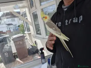 Cockatiels birds Super hand tamed cockatiel for sale - Advert 9