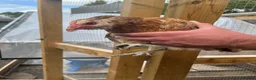Mixed Breed poultry for sale: Rumpless Arucana Hen Polish, Brahma, silkie chicks - Advert 5