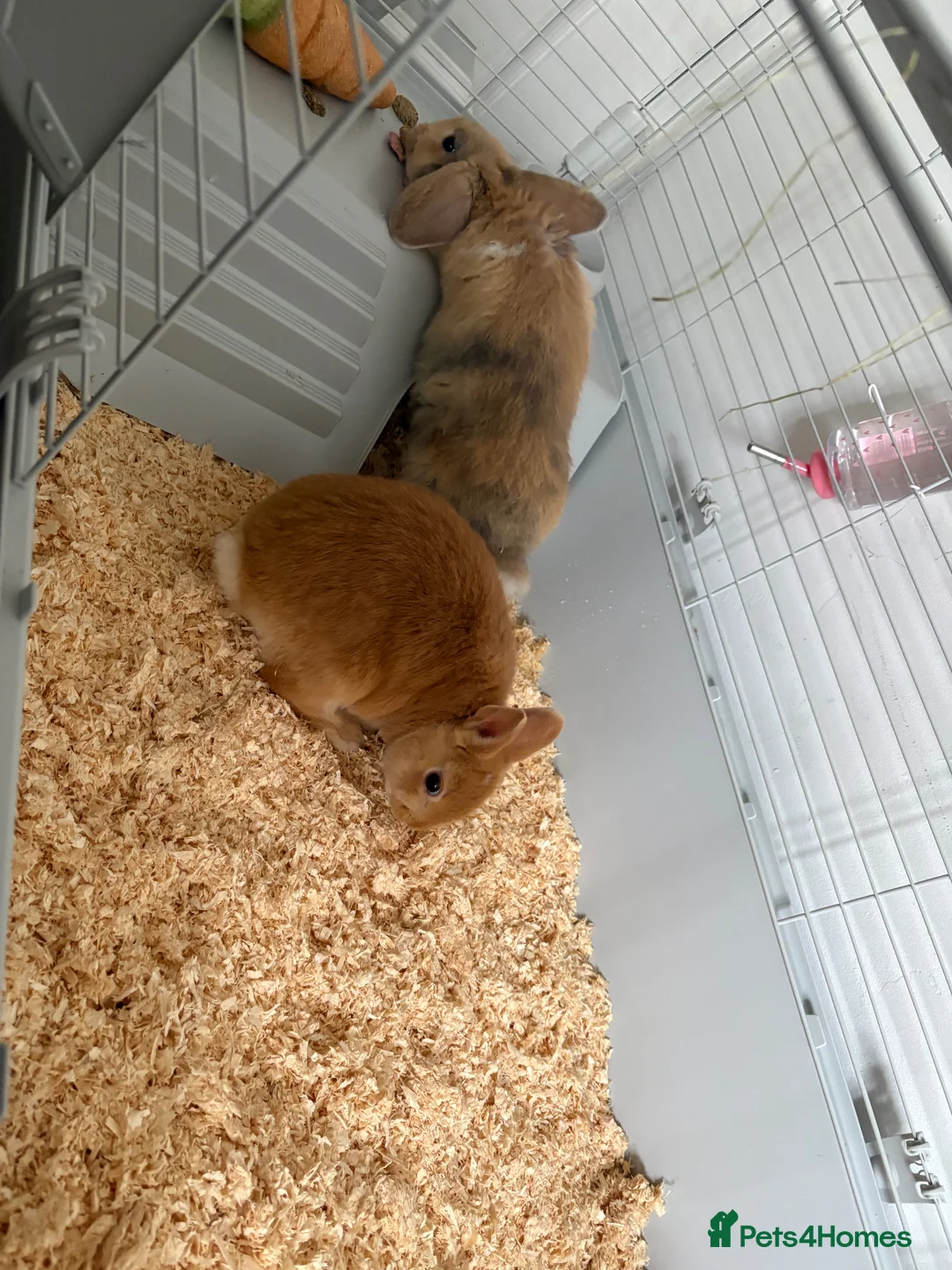 Mixed Breed rabbits for sale: 2 rabbits for sale  in Newton-le-Willows - Advert 1