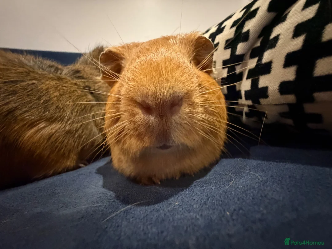 Guinea Pig rodents for sale: Looking for a new home for our beloved boy 💔 in Brighton - Advert 1