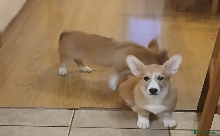 Welsh Corgi Pembroke dogs - Advert 1