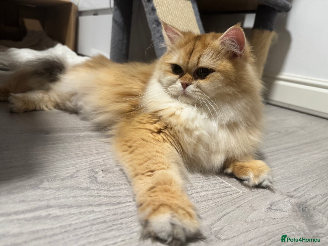 British Shorthair cats for sale: British shorthair - Advert 11