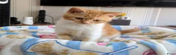 British Shorthair cats for sale: Gorgeous British shorthair kittens  - Advert 8