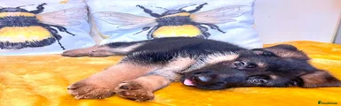 Bumbblebee