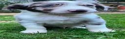 Border Collie dogs for sale: Boarder collie  - Advert 5