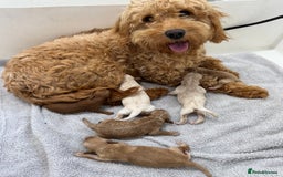 Mini Goldendoodle dogs for sale: Beautiful F1B male pup - Image 2