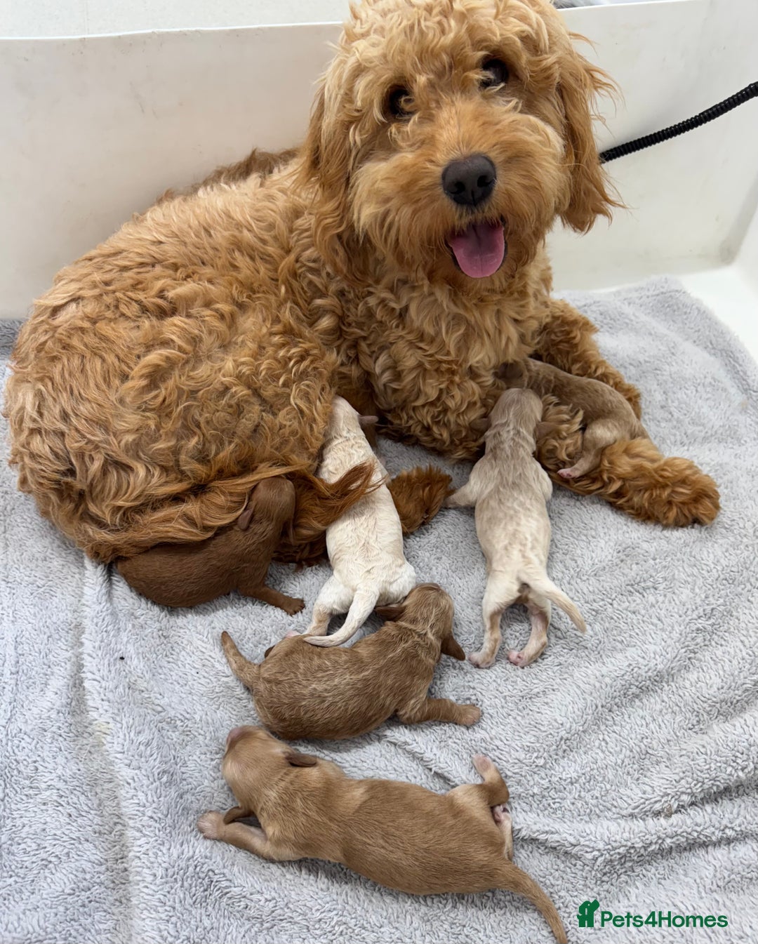 Mini Goldendoodle dogs for sale: Beautiful F1B male pup - Image 2