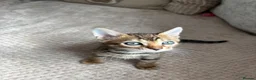 Bengal cats for sale: 3 little Bengal kittens looking for a forever home - Advert 6