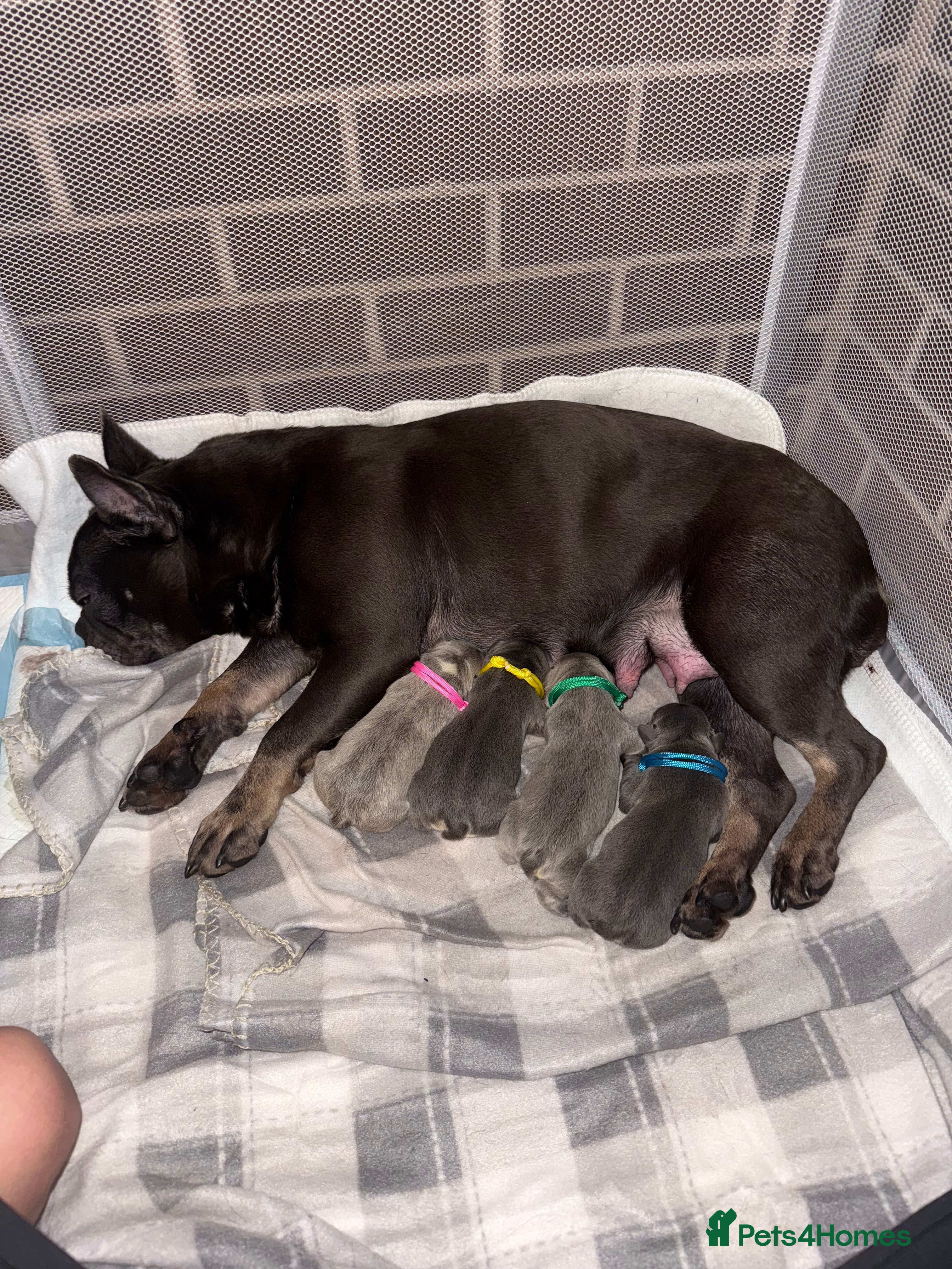 French Bulldog dogs French bull dog puppies - Advert 2