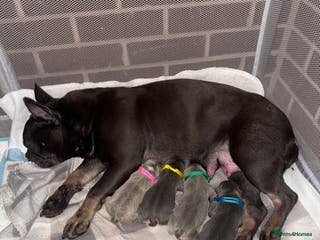 French Bulldog dogs French bull dog puppies - Advert 18