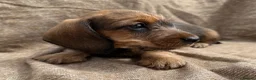 Dachshund dogs for sale: Miniature wire haired dachshunds 🐶 - Advert 14