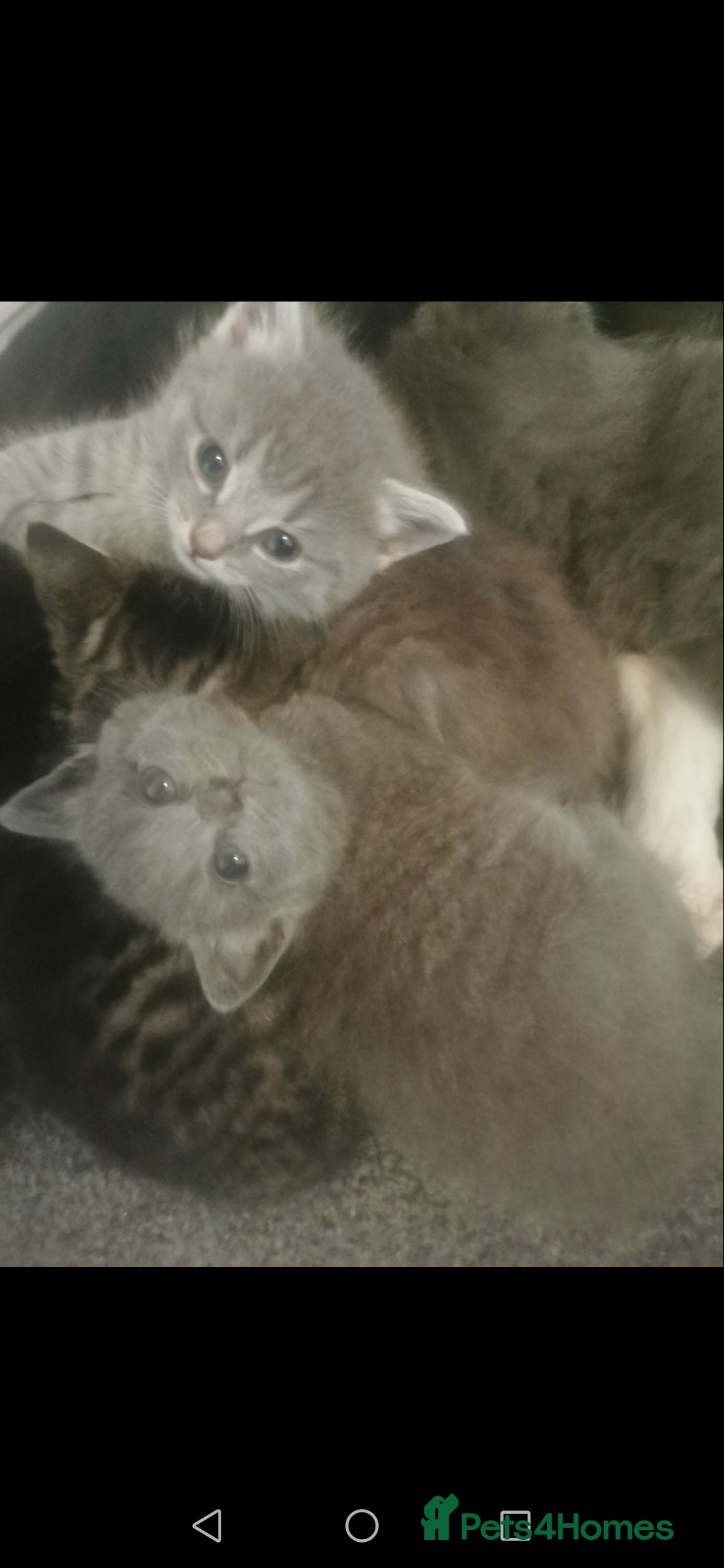 Russian Blue cats for sale: Adorable kittens for sale  - Image 1