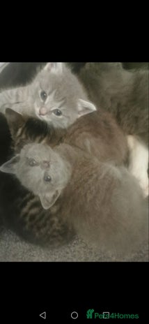 Russian Blue cats - Advert 2