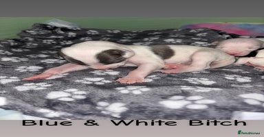 Whippet dogs KC Whippet Pups for sale  - Advert 6