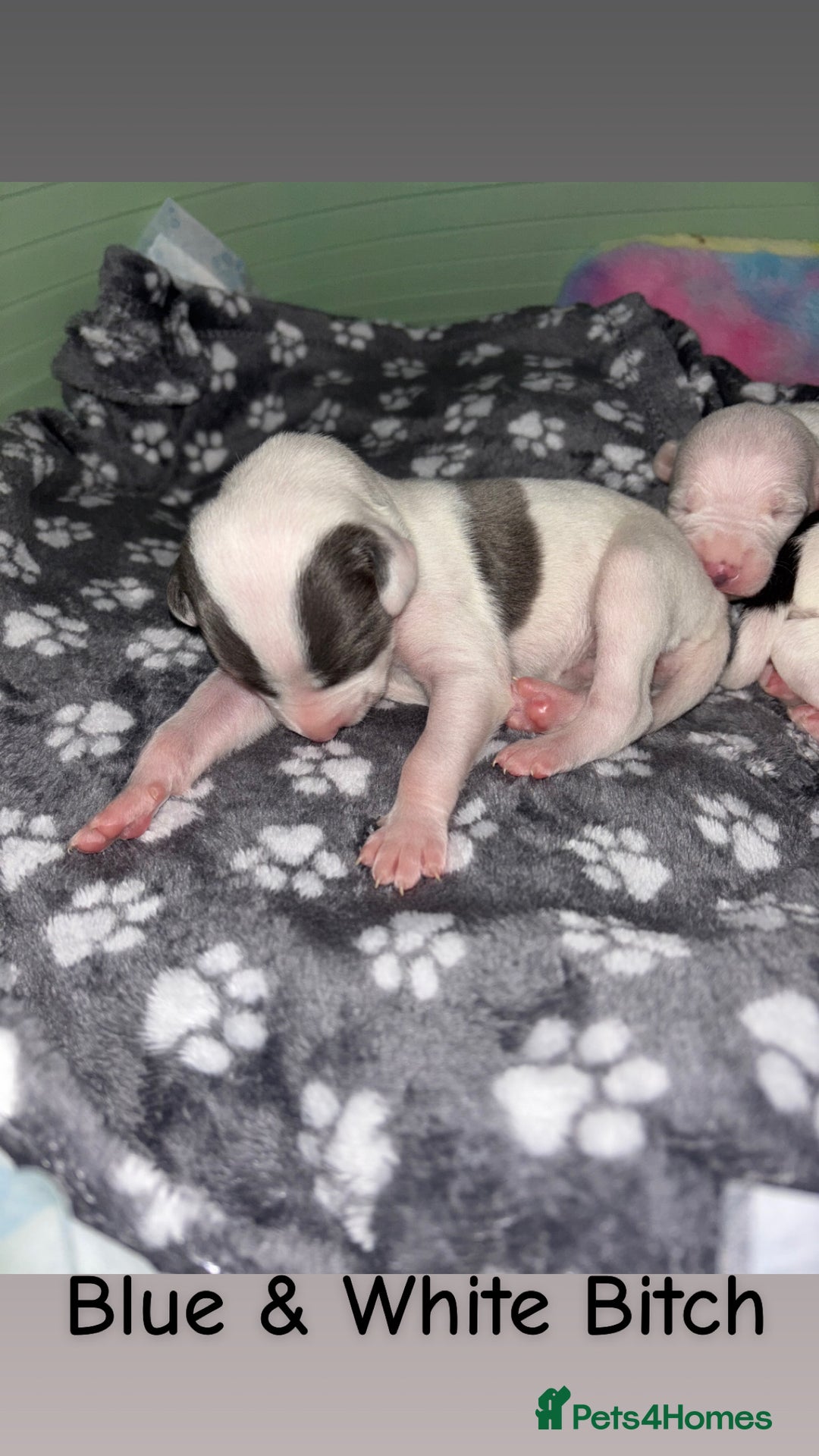 Whippet dogs for sale: KC Whippet Pups for sale  - Advert 2