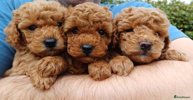 Toy Poodle dogs - Advert 6