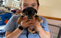 Jack Russell dogs for sale: Beautiful Jack Russell Puppies - Image 4