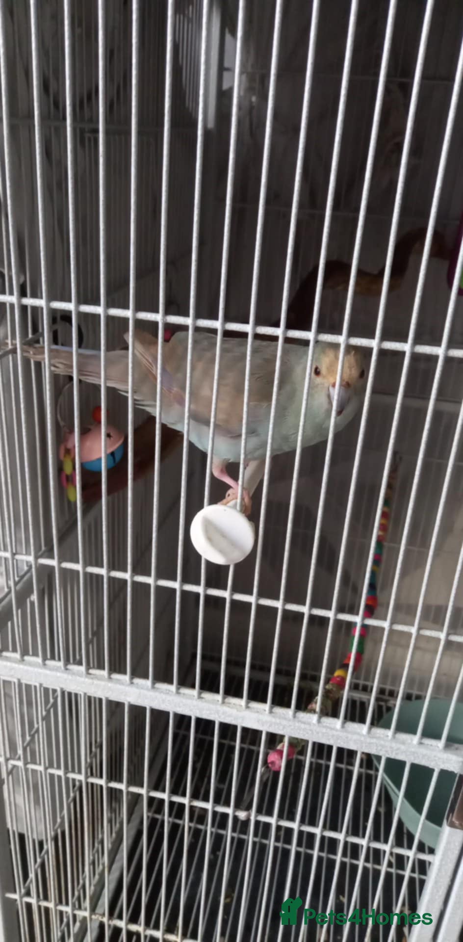 Parakeets birds Hen kakariki - Advert 4