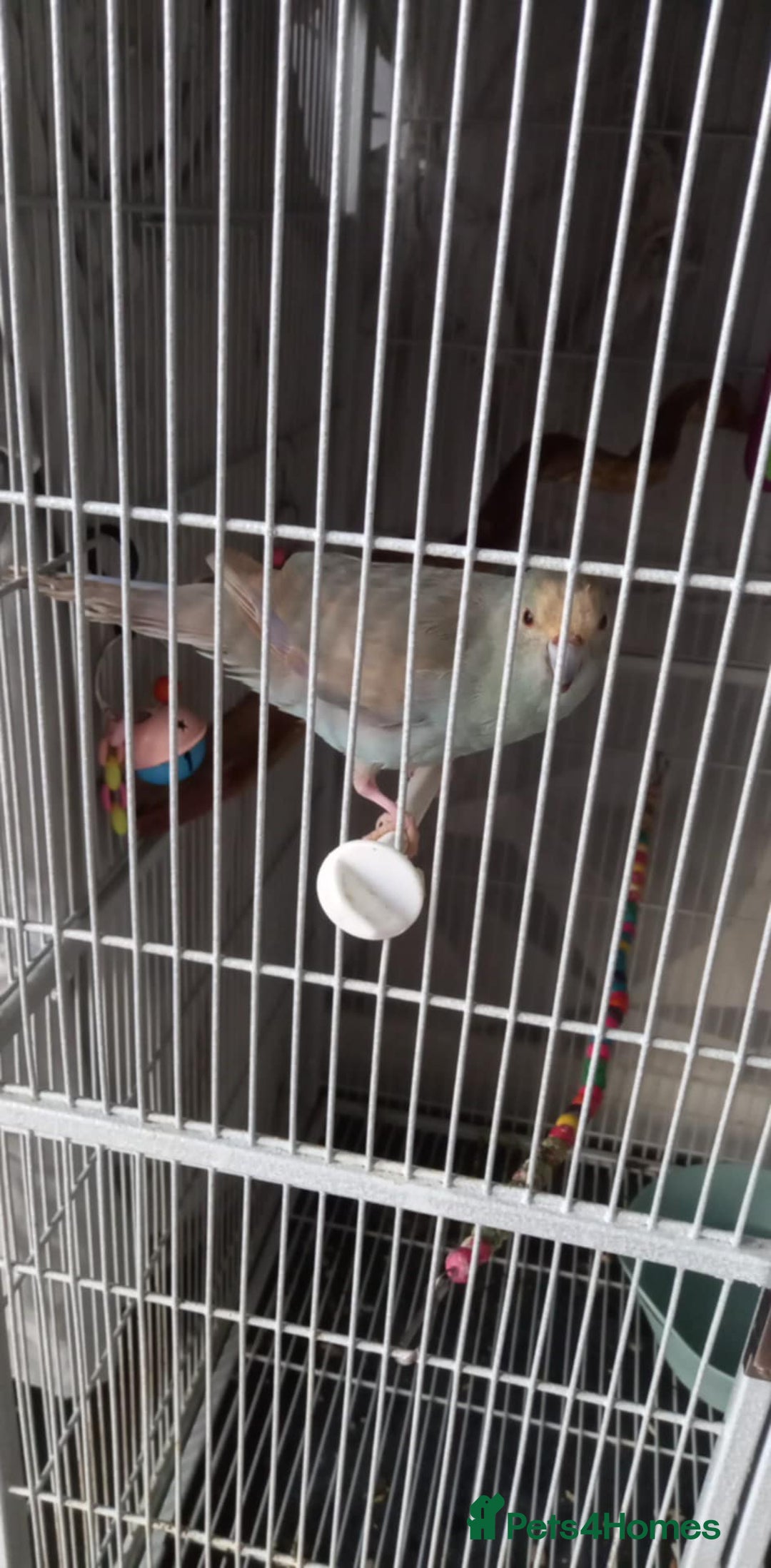 Parakeets birds for sale: Hen kakariki - Advert 1