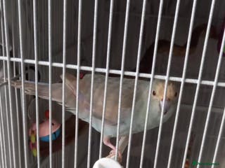 Parakeets birds Hen kakariki - Advert 4