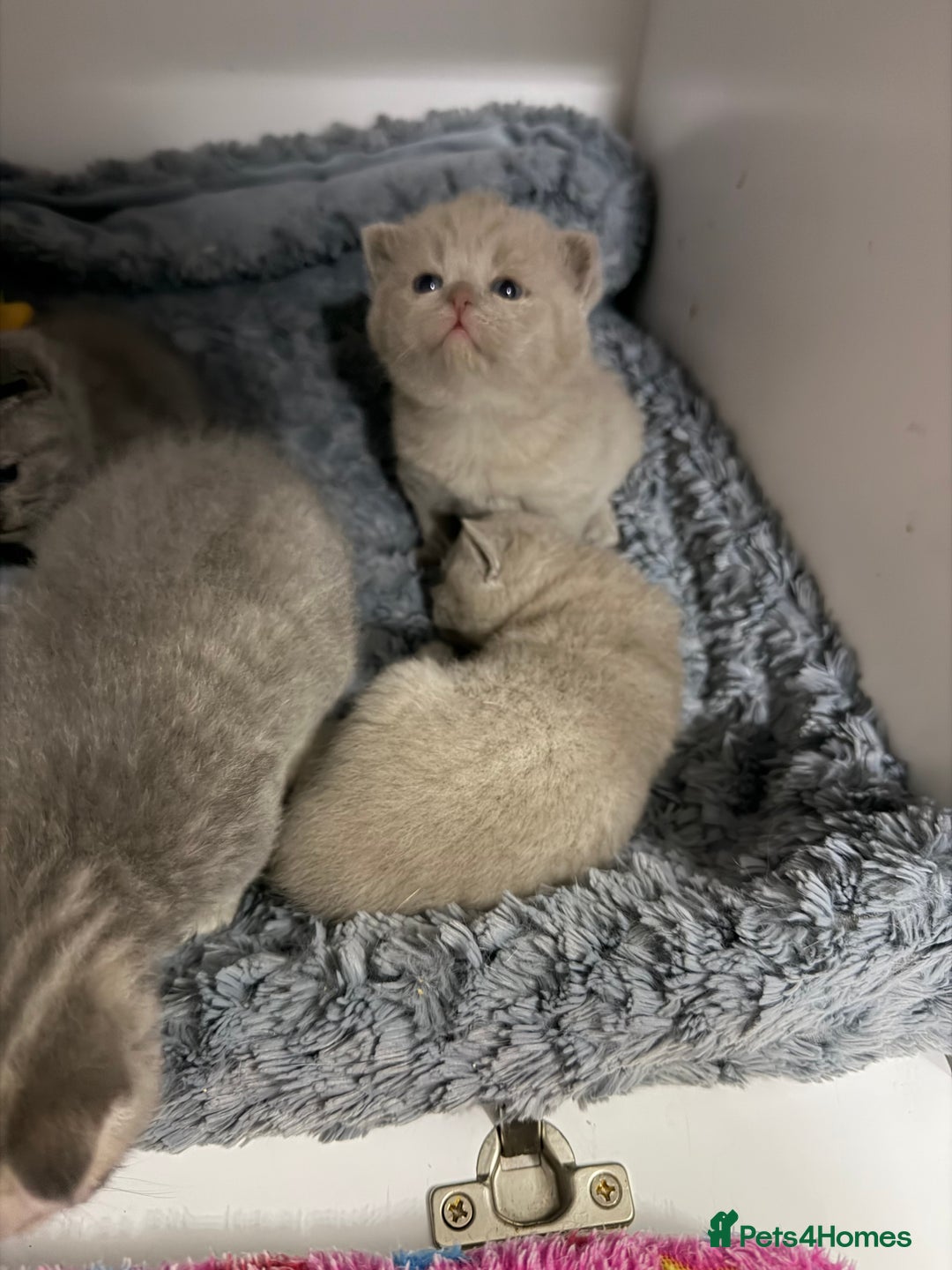 British Shorthair cats for sale: British short hair kittens  - Advert 19