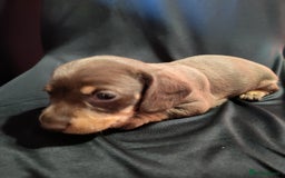 Dachshund dogs for sale: Puppy's - Image 2