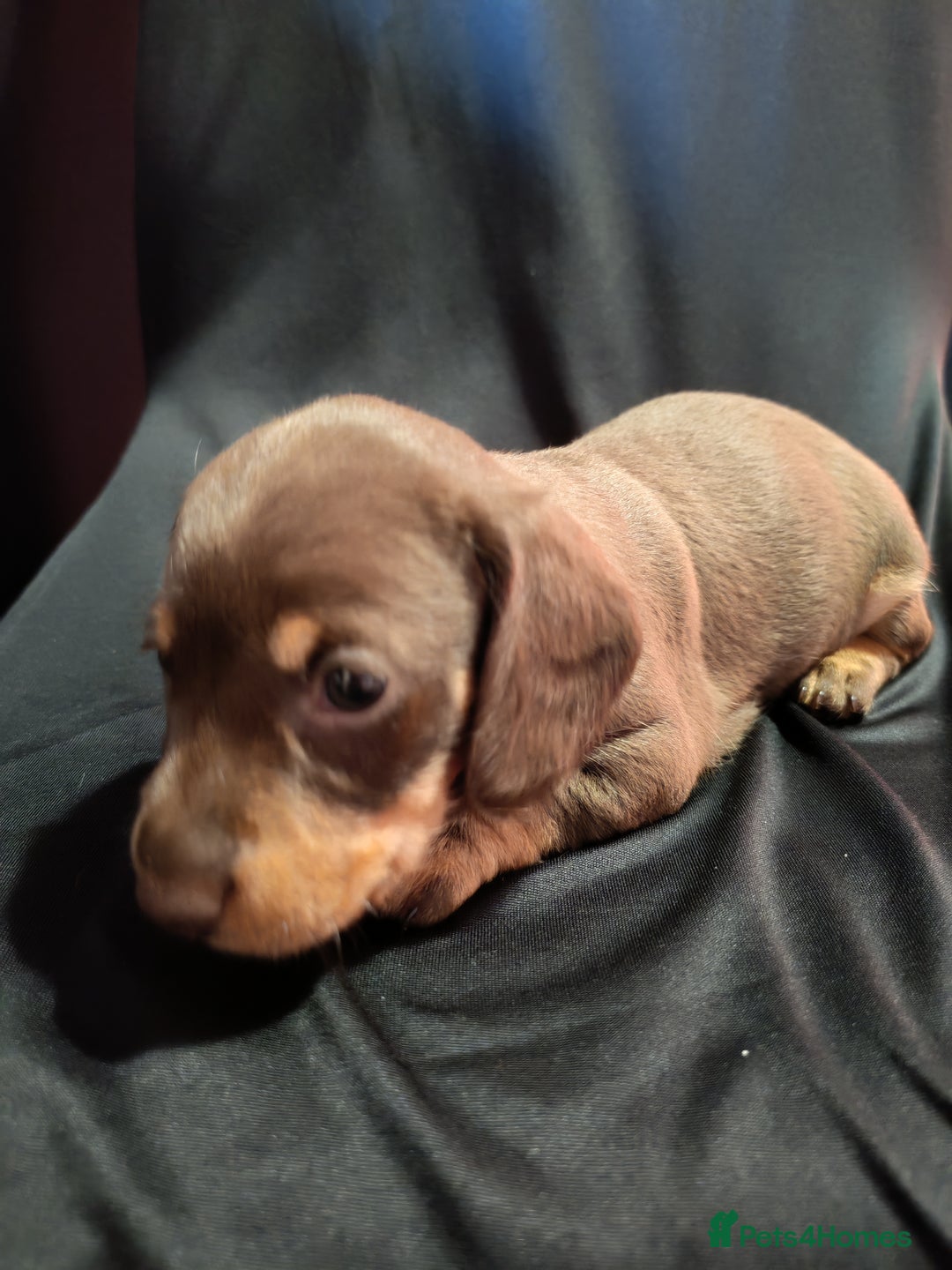 Dachshund dogs for sale: Puppy's - Image 2