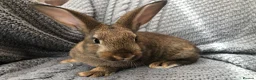 Rex rabbits for sale: Beautiful velvet mini Rex & Rex rabbits - Advert 4