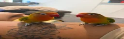 Lovebirds birds for sale: Two beautiful love birds for sale - Advert 8
