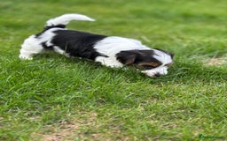 Biewer Terrier dogs for sale: Just one gorgeous boy and girl available  - Image 5