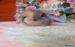 Mini Lop rabbits for sale: Pure bred minilops - Image 5