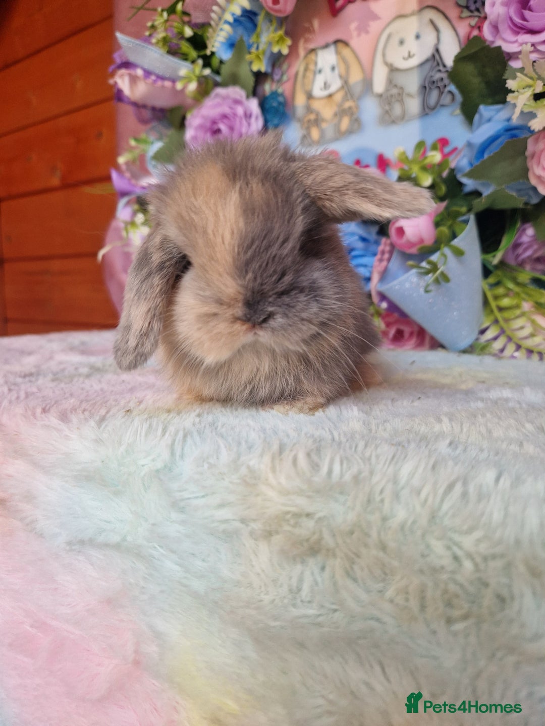 Mini Lop rabbits for sale: Pure bred minilops - Image 5