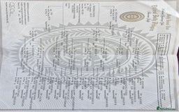 American Bully dogs for sale: Abkc Reg Female American Pocket Bully - Advert 9