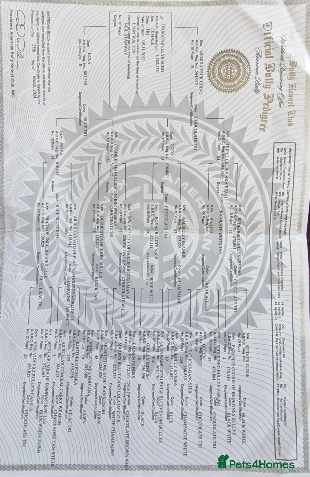 American Bully dogs for sale: Abkc Reg Female American Pocket Bully - Advert 9