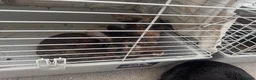 Lionhead rabbits for sale: Mixed Netherland and lionhead  in Pudsey - Advert 3