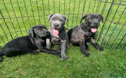 Cane Corso dogs for sale: Cane corso girl pup FULLY VACCINATED  - Image 19