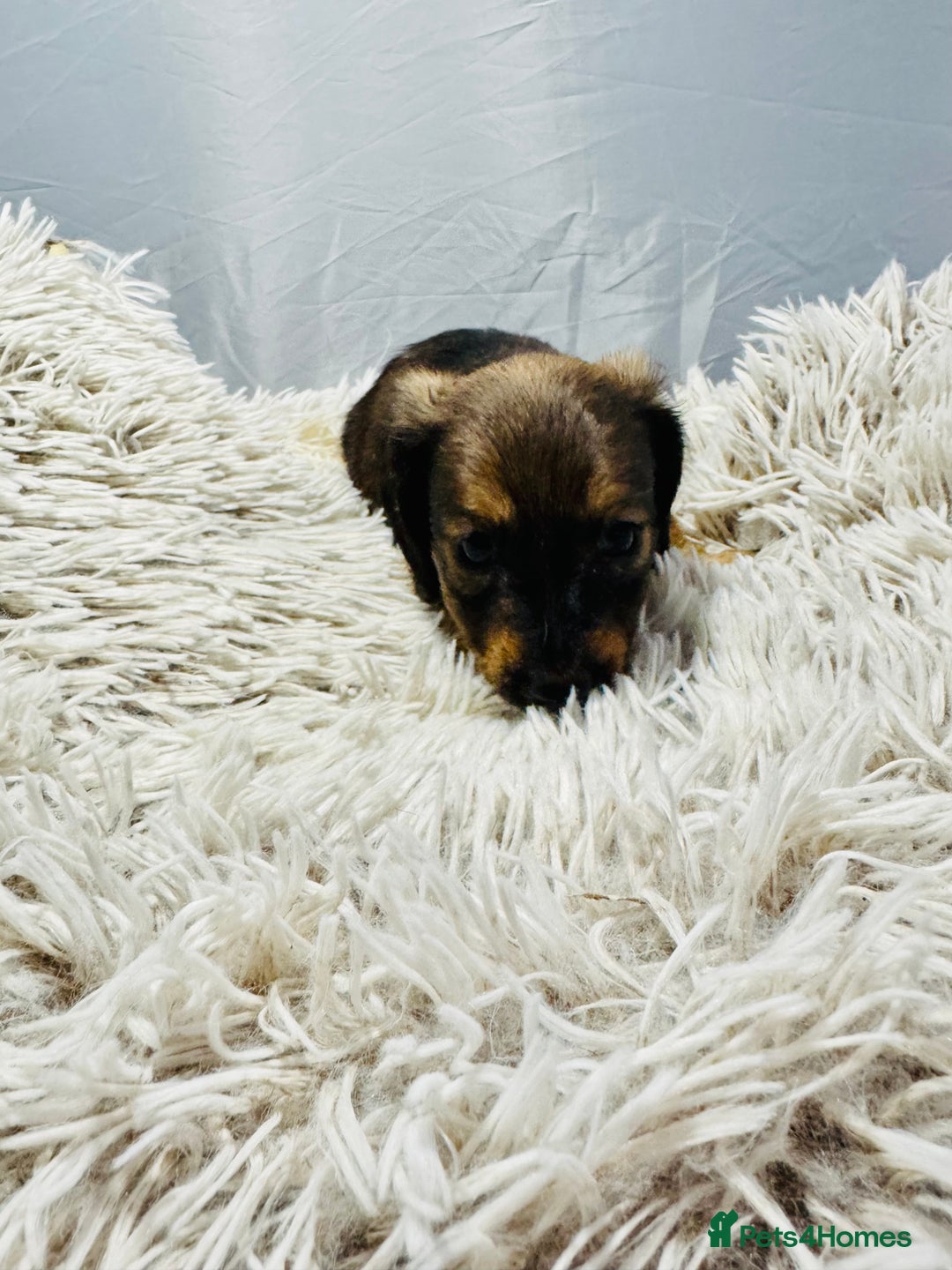 Miniature Dachshund dogs for sale: Beautiful minature dachshunds  - Advert 12