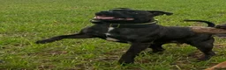 Staffordshire Bull Terrier dogs for sale: Red and brindle Stafford puppies available ❤️🐾 - Advert 9