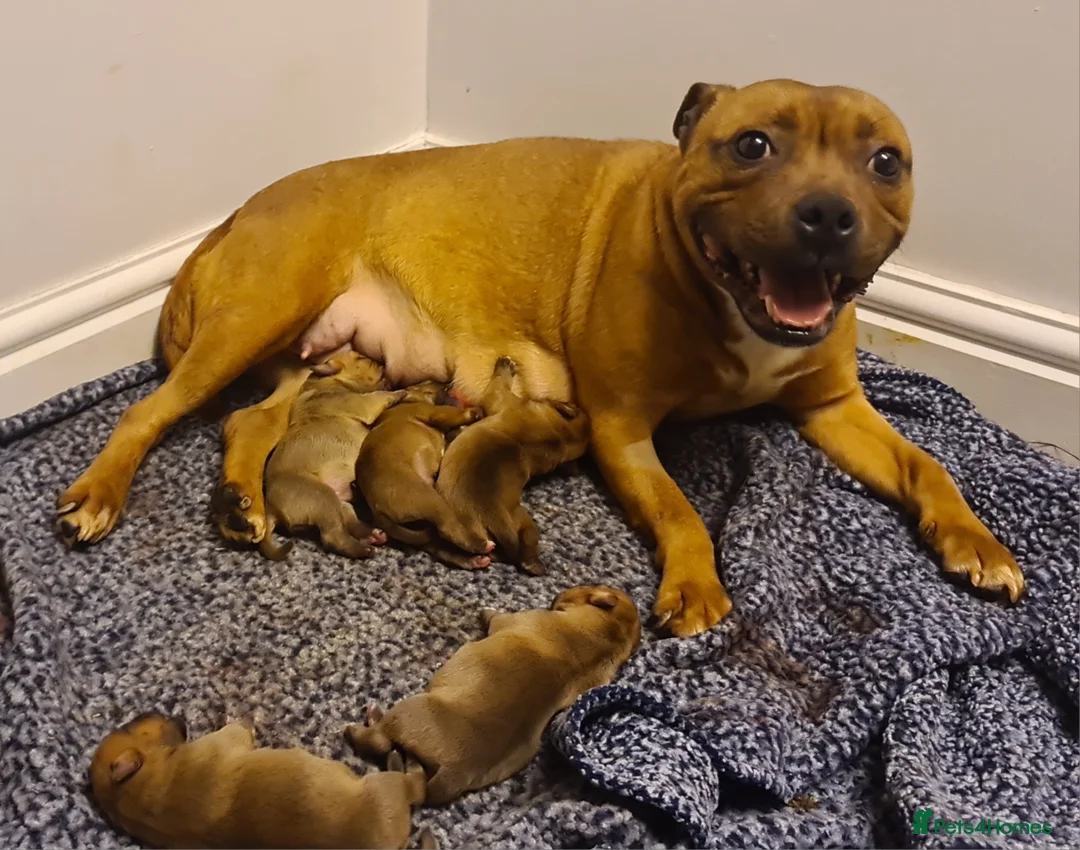Staffordshire Bull Terrier dogs for sale: Red 🏆Grand Champion puppy's  - Advert 1