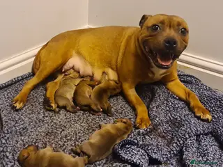 Staffordshire Bull Terrier dogs Red 🏆Grand Champion puppy's - Advert 6