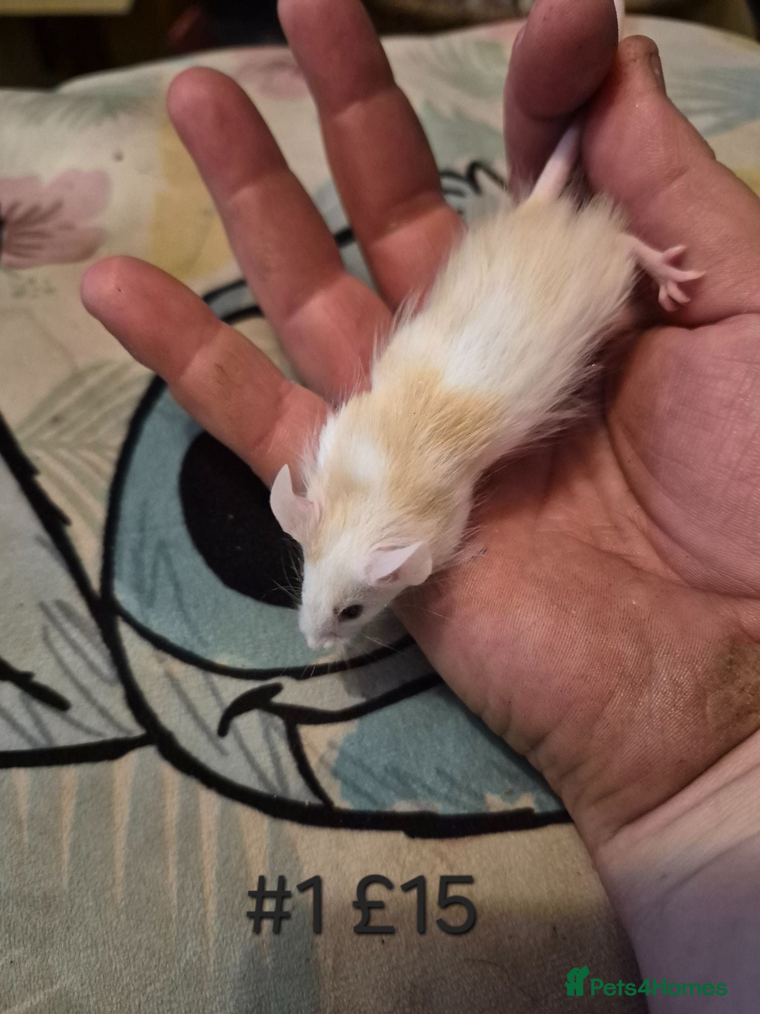 Mouse rodents 6 Cute Male Baby Fancy Mice - Advert 1