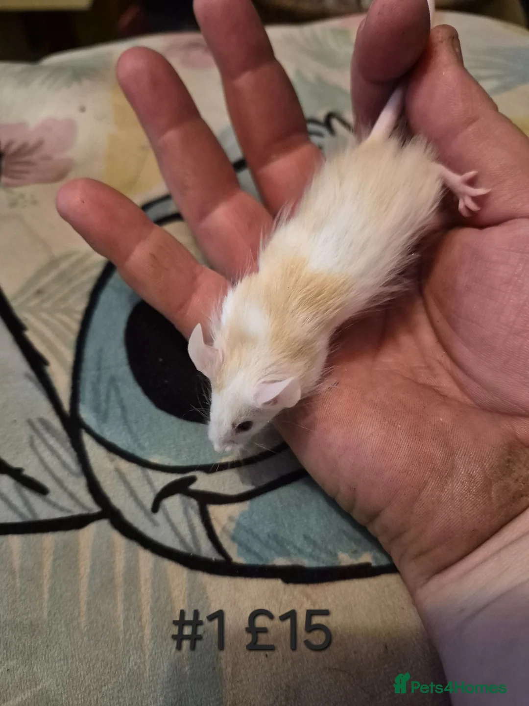Mouse rodents for sale: 6 Cute Male Baby Fancy Mice - Advert 1
